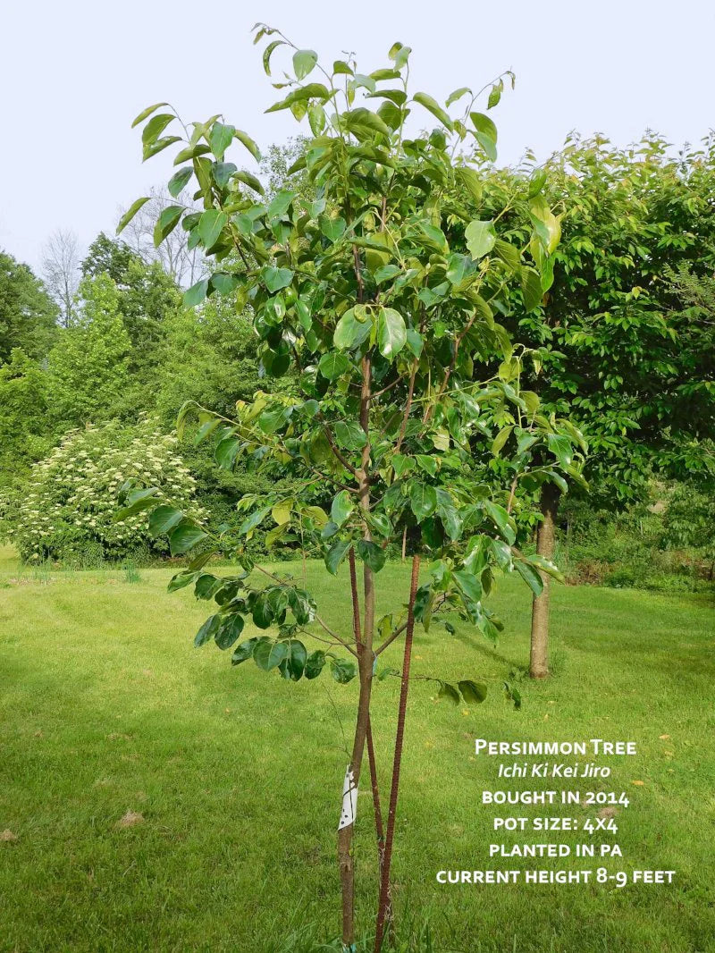 Persimmon Trees - Ichi Ki Kei Jiro (Non-Astringent)
