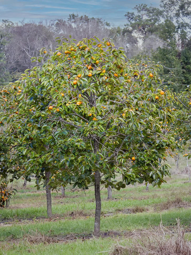 Persimmon Trees - Fuyu Jiro (Non-Astringent)