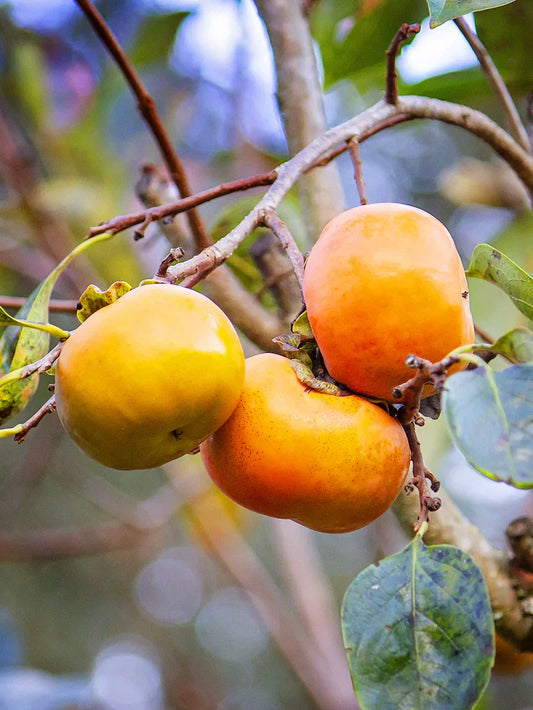 Persimmon Trees - Fuyu Jiro (Non-Astringent)