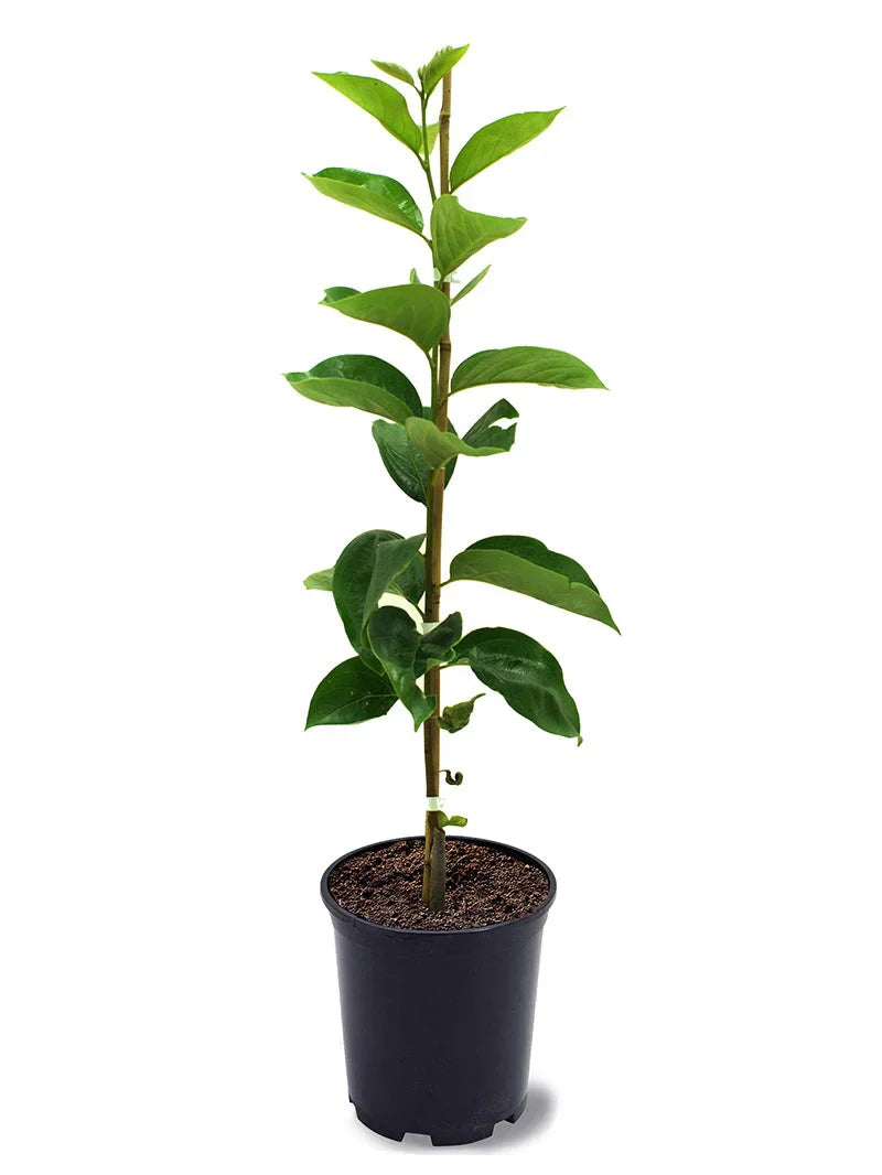 Persimmon Trees - Fuyugaki (Non-Astringent)