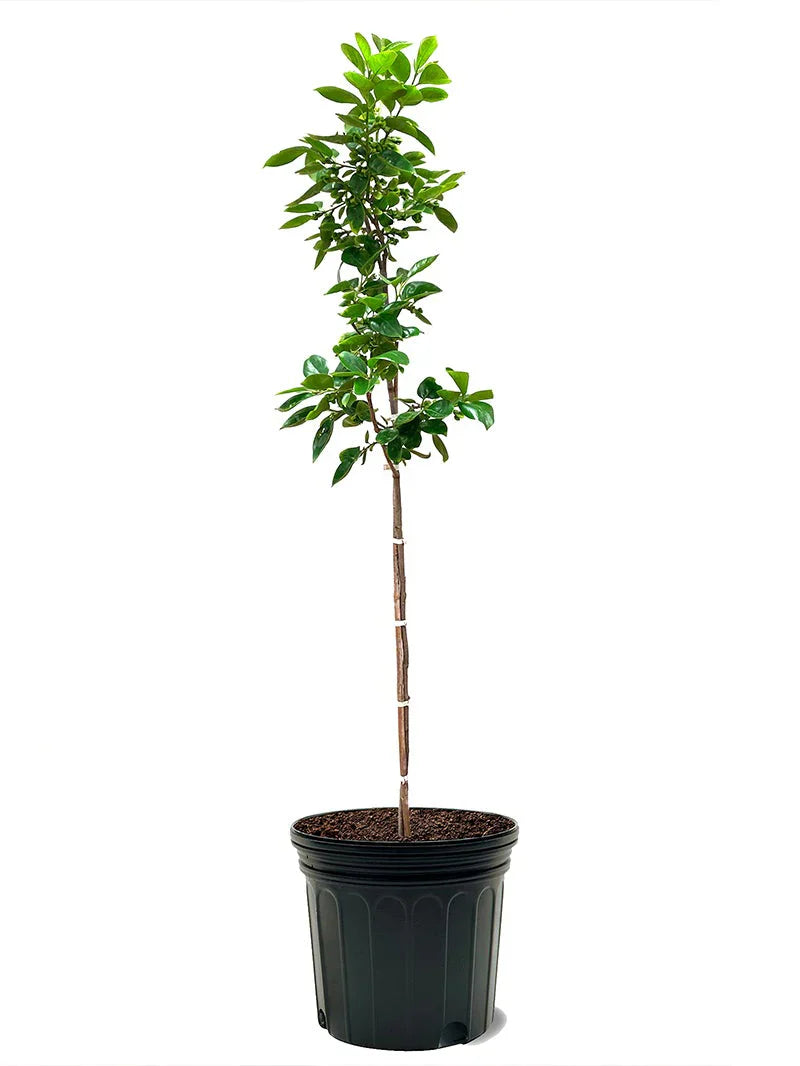 Persimmon Trees - Fuyugaki (Non-Astringent)