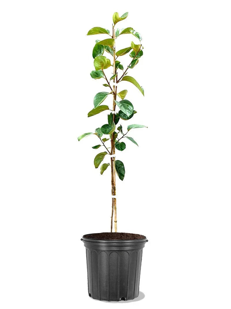 Persimmon Trees - Fuyugaki (Non-Astringent)