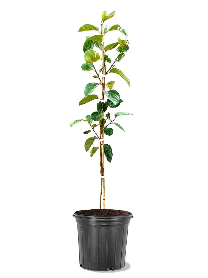 Persimmon Trees - Fuyu Jiro (Non-Astringent)