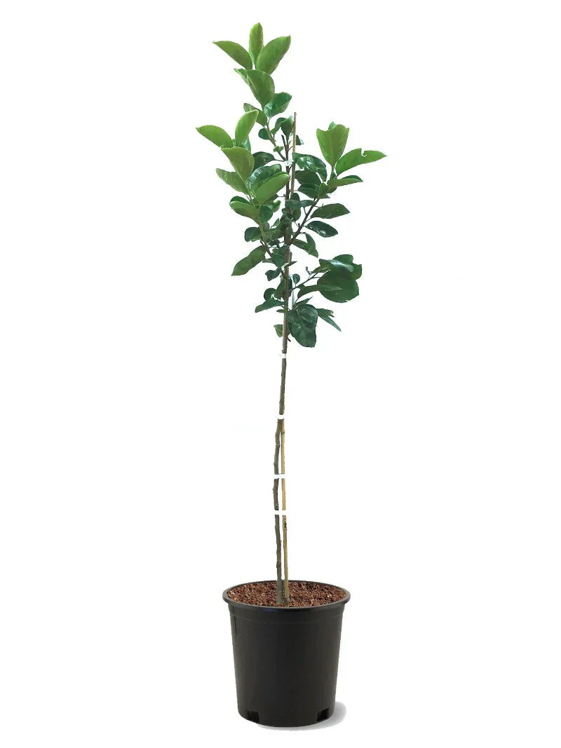 Persimmon Trees - Hachiya (Astringent)