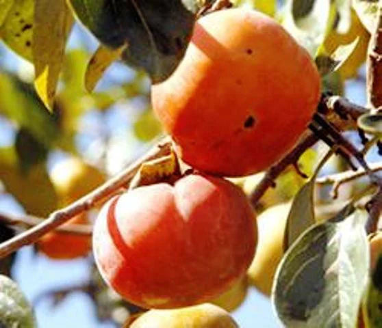 Persimmon Trees - Ichi Ki Kei Jiro (Non-Astringent)