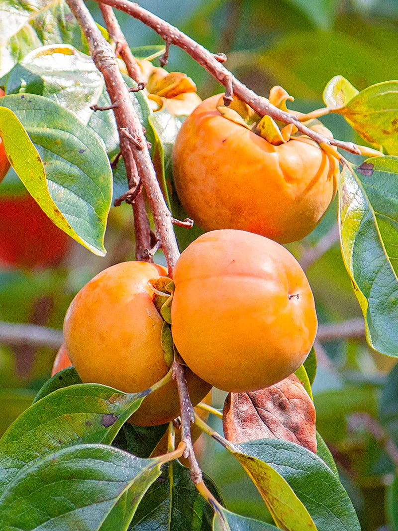 Persimmon Trees - Fuyugaki (Non-Astringent)
