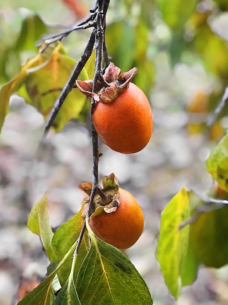 Persimmon Trees - Saijo (Astringent)