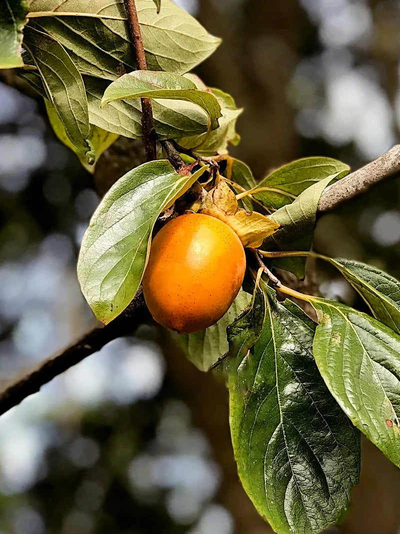 Persimmon Trees - Saijo (Astringent)
