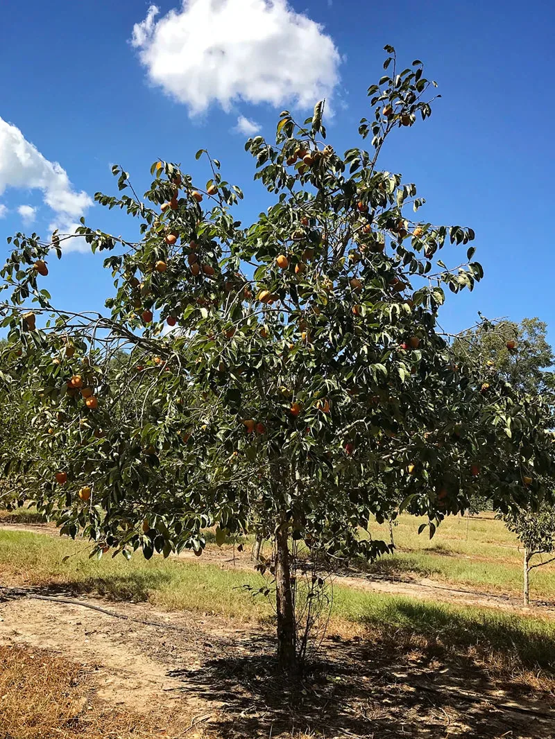 Persimmon Trees - Fuyugaki (Non-Astringent)