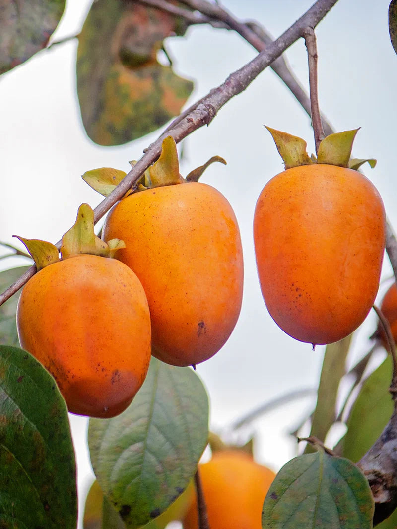 Persimmon Trees - Saijo (Astringent)