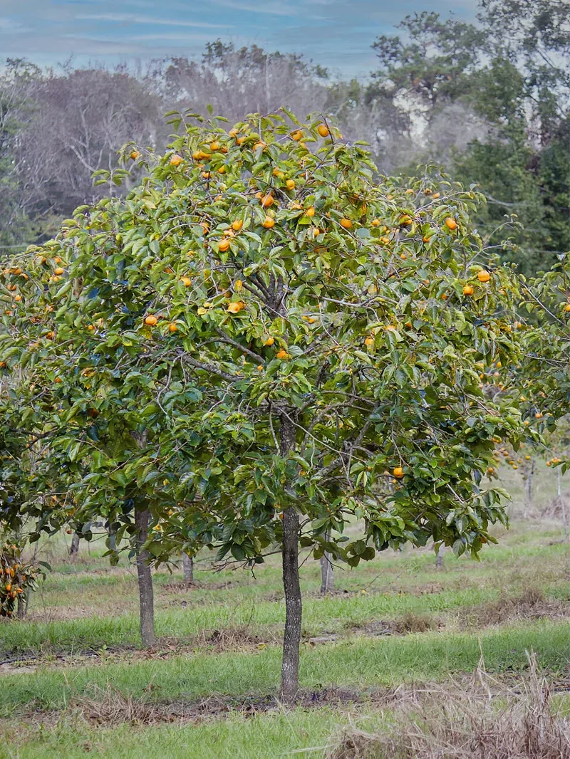 Persimmon Trees - Fuyu Jiro (Non-Astringent)