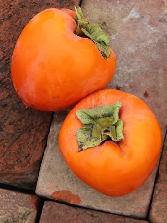 Persimmon Trees - Hachiya (Astringent)