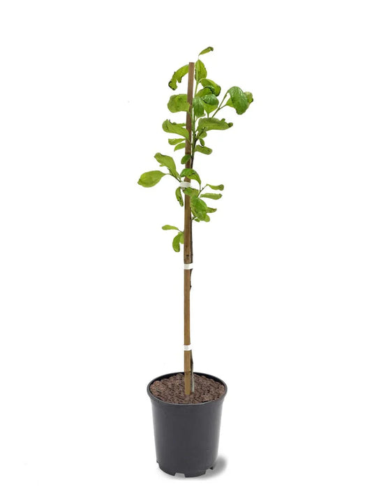 Persimmon Trees - Hachiya (Astringent)