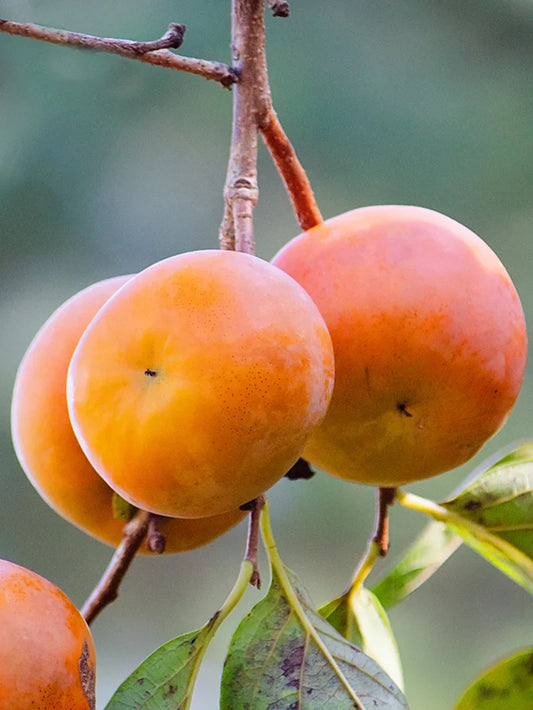 Persimmon Trees - Imoto Fuyu (Non-Astringent)